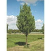 Kép 1/4 - Pyrus communis 'Beech Hill'