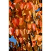 Kép 3/4 - Díszkörte oszlopos - Pyrus communis 'Beech Hill' 175/200cm TK4/6cm K15l