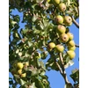 Kép 2/4 - Díszkörte oszlopos - Pyrus communis 'Beech Hill' 175/200cm TK4/6cm K15l