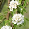 Kép 4/4 - Díszkörte oszlopos - Pyrus communis 'Beech Hill' 175/200cm TK4/6cm K15l