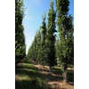 Kép 2/5 - Tölgy hibrid oszlopos ősszel bíborvörös lombú - Quercus bimundorum ‘Crimson Spire’ 175/200cm K7,5l