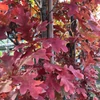 Kép 5/5 - Tölgy hibrid oszlopos ősszel bíborvörös lombú - Quercus bimundorum ‘Crimson Spire’ 175/200cm K7,5l