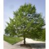 Kép 2/6 - Csertölgy - Quercus cerris 80/100cm K3l