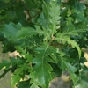 Kép 3/6 - Csertölgy - Quercus cerris 125/150cm K3l