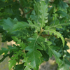 Kép 3/6 - Csertölgy - Quercus cerris 80/100cm K3l