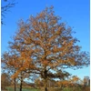 Kép 1/6 - Quercus cerris
