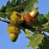 Kép 4/6 - Csertölgy - Quercus cerris 125/150cm K3l