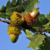 Kép 4/6 - Csertölgy - Quercus cerris 80/100cm K3l