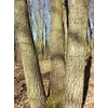 Kép 6/6 - Csertölgy - Quercus cerris 125/150cm K3l