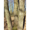 Kép 6/6 - Csertölgy - Quercus cerris 80/100cm K3l