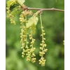 Kép 5/6 - Csertölgy - Quercus cerris 125/150cm K3l