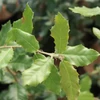 Kép 2/4 - Magyaltölgy - Quercus ilex 40/60cm K2l