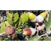 Kép 3/4 - Magyaltölgy - Quercus ilex 40/60cm K2l