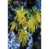 Kép 4/4 - Magyaltölgy - Quercus ilex 40/60cm K2l