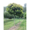 Kép 2/3 - Tölgy mocsári gömb - Quercus palustris 'Green Dwarf' 80/100cm T30cm K20l