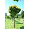 Kép 1/3 - Quercus palustris 'Green Dwarf'