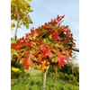 Kép 3/3 - Tölgy mocsári gömb - Quercus palustris 'Green Dwarf' 80/100cm T30cm K20l