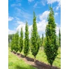Kép 2/4 - Tölgy mocsári oszlopos - Quercus palustris 'Green Pillar' 125/150cm K10,5l