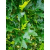 Kép 3/4 - Tölgy mocsári oszlopos - Quercus palustris 'Green Pillar' 125/150cm K10,5l
