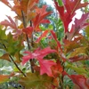 Kép 4/4 - Tölgy mocsári oszlopos - Quercus palustris 'Green Pillar' 125/150cm K10,5l