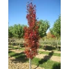 Kép 1/4 - Quercus palustris 'Green Pillar'
