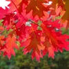 Kép 1/4 - Quercus rubra