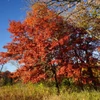 Kép 3/4 - Tölgy vörös - Quercus rubra 30/40cm K2l
