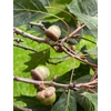Kép 4/4 - Tölgy vörös - Quercus rubra 30/40cm K2l