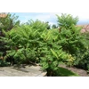 Kép 2/3 - Ecetfa szeldelt levelű - Rhus glabra 'Laciniata' 60/80cm K2l
