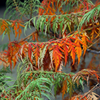 Kép 3/3 - Ecetfa szeldelt levelű - Rhus glabra 'Laciniata' 60/80cm K2l