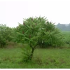 Kép 2/4 - Ecetfa szárnyalt levelű - Rhus typhina 'Dissecta' 100/125cm K10l