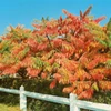 Kép 1/4 - Rhus typhina 'Dissecta'