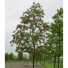 Kép 2/2 - Akác rózsás - Robinia hispida 'Casque Rouge' 200/250cm K7,5l