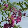 Kép 1/2 - Robinia hispida 'Casque Rouge'