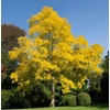 Kép 1/3 - Robinia pseudoacacia 'Friesia'