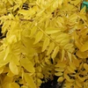 Kép 2/3 - Akác sárga lombú - Robinia pseudoacacia 'Friesia' 200/250cm K7,5l