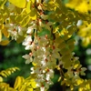 Kép 3/3 - Akác sárga lombú - Robinia pseudoacacia 'Friesia' 200/250cm K7,5l