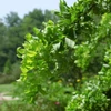 Kép 4/4 - Akác csavart csüngő ágú - Robinia pseudoacacia 'Twisty Baby' 125/150cm T80cm K5l