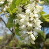 Kép 3/4 - Akác csavart csüngő ágú - Robinia pseudoacacia 'Twisty Baby' 125/150cm T80cm K5l