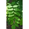 Kép 2/2 - Gömbakác - Robinia pseudoacacia 'Umbraculifera' 200/250cm TK10/12  K40l