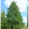 Kép 2/5 - Akác fehér virágú - Robinia pseudoacacia 'Unifolia' 200/250cm K10l