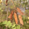 Kép 3/5 - Akác fehér virágú - Robinia pseudoacacia 'Unifolia' 200/250cm K10l