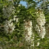 Kép 5/5 - Akác fehér virágú - Robinia pseudoacacia 'Unifolia' 200/250cm K10l