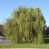 Kép 1/4 - Salix alba 'Tristis'