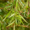Kép 4/4 - Fűzfa szomorú - Salix alba 'Tristis' 200/250cm K9l