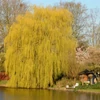 Kép 2/4 - Fűzfa szomorú - Salix alba 'Tristis' 200/225cm K7,5l
