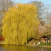 Kép 2/4 - Fűzfa szomorú - Salix alba 'Tristis' 200/250cm K9l