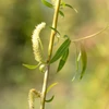 Kép 3/4 - Fűzfa szomorú - Salix alba 'Tristis' 200/225cm K7,5l