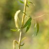 Kép 3/4 - Fűzfa szomorú - Salix alba 'Tristis' 200/250cm K9l