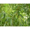 Kép 2/2 - Fűzfa szomorú - Salix alba 'Vitellina Pendula' 175/200cm K7,5l